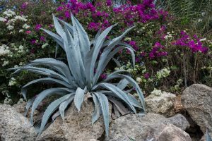 Agave - Plantas deserticas