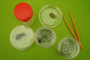 Manejo y uso de los plaguicidas urbanos - Identificacion de plagas