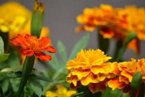 flor de cempasúchil