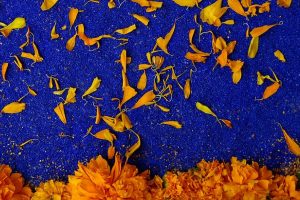 Flor de cempasúchil 02