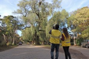 Poda de Arboles - Requisitos Técnicos