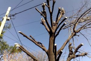 Restauracion de Copa